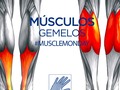 Hoy es lunes de #MuscleMonday 💪🏼 Vamos a hablar sobre la pantorrilla, zona en la parte posterior de la pierna por debajo de la rodilla y que muchos conocen como los músculos "Gemelos". Poca gente sabe que en realidad ese músculo es un "tríceps", porque tiene un tercer músculo que se llama Soleo.  Aquí algunos datos:  El Triceps Sural es un músculo de 3 vientres. Dos de ellos forman lo que conocemos como los Gemelos. El gemelo interno nace por encima y por detrás del cóndilo interno del fémur, mientras que el gemelo externo nace de igual manera por encima y por detrás del cóndilo externo del fémur. El tercer vientre pertenece al músculo Soleo y nace en la cara posterior del hueso peroné, recorre el hueso hasta su tercio medio y abarca además la tibia en su borde interno de la zona media. Se inserta junto con los gemelos formando el tendón de Aquiles hasta el talón, en un hueso llamado Calcaneo. - Su acción principal es realizar la flexión plantar del pie, así como realizar el impulso al despegar los dedos del pie durante la marcha. Durante la fase de apoyo en la marcha este músculo controla el movimiento hacia adelante que realiza la tibia sobre el pie. Es el encargado de realizar la acción para colocarse en punta de pie. También realiza la inversión (supinación) del pie. En la rodilla, los gemelos (llamado también gastrocnemio) contribuyen con la flexión de rodilla. También contribuye con la estabilidad de rodilla y tobillo. - El tendón de Aquiles tiene una estructura fibrosa, rígida y de poca irrigación sanguínea en la zona que abarca desde los 2 hasta los 6 cm desde su inserción en el calcaneo. Es en esta zona donde se producen la mayor parte de las rupturas. - La predominancia de la ruptura del tendón en mayor en hombres que en mujeres y aumenta considerablemente entre los 30 y 50 años de edad, sobretodo para aquellos que practican deportes (70-80% de las rupturas son relacionadas con el deporte) - Más información: link en bio ☝🏼☝🏼☝🏼 - #FisioSalinas #Fisioterapia #TerapiaManualOrtopedica #ReeducacionPosturalGlobal #TricepsSural #gemelos #soleo #tendondeaquiles #lesion #dolor #LunesMuscular