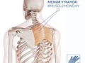 Seguimos con el hábito de los #MuscleMonday y presentamos esta semana a los músculos #Romboides.  Ubicado en la zona de la columna dorsal en el área entre las escápulas, se dividen en dos porciones: mayor y menor.  Su acción es principalmente realizar la aducción de la escápula (acercamiento de la escápula hacia la columna vertebral). Se encuentran activos durante el balanceo de los brazos al realizar la marcha para estabilizar la escápula.  No existen diferencias significativas en la acción de los dos músculos, aunque es posible que el mayor tenga un mayor efecto de rotación superior de la escápula.  El dolor provocado por la lesión de estos músculos abarca el borde medial de la escápula, guardando cierta relación con el dolor producido por el elevador de la escápula pero sin el componente cervical ni la limitación de la rotación.  Pueden lesionarse al mantener una posición de estiramiento prolongado que genera la aparición de los puntos gatillo, como el tener los hombros encorvados hacia adelante, lo que hace que las escápulas de “abran” (abducción). ⠀⠀⠀⠀⠀⠀⠀⠀⠀⠀⠀⠀ La tensión muscular producida por el estrés también puede tener una importante influencia en la aparición del dolor de romboides. Al evaluar el dolor interescápular, éste se aprecia de manera muy precisa al realizar la palpación de los músculos. - . . . #FisioSalinas #Fisioterapia#TerapiaManualOrtopedica#ReeducacuonPosturalGlobal#Paravertebrales #musculos #DolorLumbar#lumbago #dolordeespalda #sedentarismo#puntosgatillo #triggerpoints