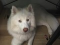 ‪Echo found a new resting spot under my desk. Surely he and Hanzo will fight over it. #whitehusky #siberianhusky #EchotheHusky ‬