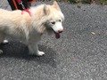 Went for a walk yesterday and had to put this furball in a short leash because he likes to bring nature home with him.  Keeps trying to get into ditches and bushes.  #husky #huskylife #whitehusky