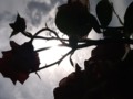 flashing silhouette
