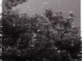 Light Creatures in Flight