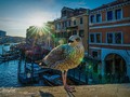 Exploring Venice  ⁠  ⁠  #italy #italia #italianstyle #venezia #venice #travel #timeless #globaltravelgram #europe #photography #bridgesofinstagram #canals #travel_awesome #city_captures #travelbug #everything_edited #visititaly #travelphotography #streetartistry #veneziaeventi #chrislordnyc #chrislord #pixielatedpixels #city_explorer #exploretocreate #exploreeverything #italiastival — view on Instagram