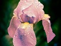More Wet Flowers 😨    #wetiris #wetirisphotography #iris #flowerstergram #prettythings #floralart #floralwallart #creativeimagery #artphotography #pixielatedpixels #chrislord #chrislordnyc #nature_perfection #gallerywall #artistry_flair #visualsoflife #everything_edited #photoedits #ig_color #allnatureshots #flowers #bestnatureshots #quest_for_magic #naturelovers #folkcreative #creative_shots #nature_brilliance #flowerphotography #wetflowers — view on Instagram