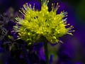 It’s Springtime!    #springblossoms #flowerstergram #prettythings #floralart #floralwallart #creativeimagery #artphotography #pixielatedpixels #chrislord #chrislordnyc #nature_perfection #gallerywall #printsforsale #artistry_flair #visualsoflife #everything_edited #photoedits #ig_color #allnatureshots #flowers #bestnatureshots #quest_for_magic #naturelovers #folkcreative #creative_shots #nature_brilliance #flowerphotography #justflowers #springtime #macro — view on Instagram