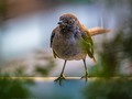 It has been absolutely ages since I posted a bunch of bird pictures so, of course, it must be time for a few of those! Here we go………    #sparrow #sparrowsofinstagram #birds#critters #natureshots #chrislordnyc #pixielatedpixels #chrislord #creativeimagery #printsforsale #photoedits #everything_edited #travelingphotographer #travelthroughthelenses #nature_wizards #thegreatoutdoors #outdoorshoot #nature_wizards #thegreatoutdoors #outdoorshoot #ouranimalfriends #birdsofinstagram #birds_captures #quest_for_magic #birdslovers #artisty_lords #birds_adored — view on Instagram