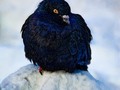 It has been absolutely ages since I posted a bunch of bird pictures so, of course, it must be time for a few of those! Here we go………    #pigeon #pigeonsofinstagram #birds#critters #natureshots #chrislordnyc #pixielatedpixels #chrislord #creativeimagery #printsforsale #photoedits #everything_edited #travelingphotographer #travelthroughthelenses #nature_wizards #thegreatoutdoors #outdoorshoot #nature_wizards #thegreatoutdoors #outdoorshoot #ouranimalfriends #birdsofinstagram #birds_captures #quest_for_magic #birdslovers #artisty_lords #birds_adored — view on Instagram