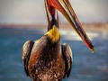 Yup, more Birds! It has been absolutely ages since I posted a bunch of bird pictures so, of course, it must be time for a few of those!    #pelican #pelicansofinstagram #birds#critters #natureshots #chrislordnyc #pixielatedpixels #chrislord #creativeimagery #printsforsale #photoedits #everything_edited #travelingphotographer #travelthroughthelenses #nature_wizards #thegreatoutdoors #outdoorshoot #nature_wizards #thegreatoutdoors #outdoorshoot #ouranimalfriends #birdsofinstagram #birds_captures #quest_for_magic #birdslovers #artisty_lords #birds_adored — view on Instagram