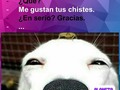 Ahhhhh, lo hacemos con cariño.  #PlanetaDoug #humor #comedy #comedia #risas #chiste #locura #dog #perro #amor #pet #venezuela