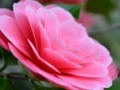Camellia Profile
