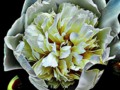 365 Day Project: White Peony