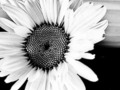 365 Day Project: Black and White Daisy