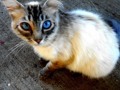365 Day Project: Pretty Kitty with Blue Eyes
