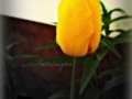 365 Day Project: Yellow Tulip