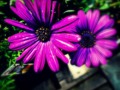 365 Day Project: Purple Paradise Flowers