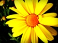 365 Day Project: Yellow Cosmos