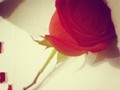 #rose #true #real #love