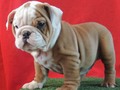 ¿Acaso no es toda una dulzura este #bulldogingles ? Pregunta al whatsapp 3502053919