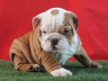 ¿Acaso no es toda una dulzura este #bulldogingles ? Pregunta al whatsapp 3502053919