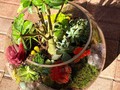 @pyara_planet #love #terrarium #nature #decoration #energy #miami #conexion #pyāraplanet 🍃🍃🎥 @ioannaromer ❤️