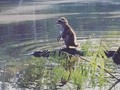 Nadie será tan genial como un mapache encima de un cocodrilo!