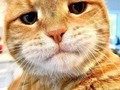 🐱