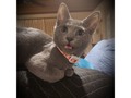 What kiss with a tongue? GO #BLUEBAGGERS 💙 #CarltonBlues  #AFLBluesPies   #russianbluecat #CatsOfTwitter