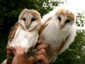 Pair of Barn Owls