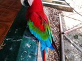 Dale 👍siguenos y comparte. GUACAMAYA BANDERA (Ara Macao). 🦜🦜🦜🦜 🦜🦜🦜🦜 Esta Guacamaya se caracteriza por sus hermosos colores y su comportamiento notablemente gragario lo cual hace que sea muy común verla junto a otras especias de guacamayas. Su nombre Ara es una onomatopeya del lenguaje Tupí que significa ave o guacamayo y macao es un término del portugues brasilero que también significa guacamayo. 🦜 🦜 #aves #avesexoticas #sonaves #avistamiento #avistamientodeaves