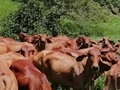 Hacienda Montebello en Cimitarra Santander, Cria y levante de Ganado Brahman Blanco y Brahman rojo comercial seleccionado. Lote de levante de Hembras Brahman Rojo comerciales seleccionadas hijas de Toros Brahman rojo Puros en vacas Brahman rojo comerciales seleccionadas.