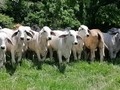 Lote de Hembras de levante Brahman Gris seleccionadas para la cria, por fenotipo, desarrollo y peso al destete, hembras que entrarán próximamente a la etapa de servicio y con las cuales se realizará una sincronizacion pars IATF para inseminarlas con un toro hijo del Karu 800.