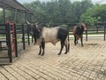 Disponible para la venta. Reproductor de la raza Guzerá. Toro Probado con hijos nacidos de excelente calidad, genetica de lineas abiertas. Padre: Dardanelos Bisabuelo Materno: Humaitá de Tabo Edad 5 Años Ubicacion Puerto Parra Santander. Precio:$ 7.000.000 Información Whatsapp wa.me/573108452268 . . . . . #rehagronegocios #guzera #guzolando #guzerá #guzeraleiteiro #megaleite #leiteàpasto #gyrolando #lecheriatropical