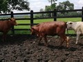 Disponibles para la venta. 26 novillas Tipo leche la mayoría F1 Simbrah Promedio: 310 kilos aproximadamente. Ubicadas en Cimitarra Santander. Ganado doble propósito ideal para utilizarlas también como receptoras de embriones. Precio $5.200 x kilo Información Whatsapp wa.me/573108452268 . . . . . #rehagronegocios #crucesf1 #brahman #simbrah #simental #receptoras #dobleproposito #leche