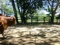 Disponibles para la venta. Toretes Brahman Rojos puros con registro de excelente genética. Listos para servicio. Se entregan con prueba de fertilidad. Ubicados En Puerto Berrio. Información WhatsApp. wa.me/573208487321   #doradal #brahman #toros