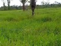 Disponible para la venta. 120 hectáreas para ganadería y tiene cultivo de platano, yuca y maíz, corral nuevo  pastos recién sembrados, hecha en cerca eléctrica, muy buenas aguas de con pozo profundo y agua corriente. Capacidad de carga actual para 100 cabezas de ganado.  Casa normal de finca de trabajo. La finca está a 15 minutos en deslizador de solita el pasaje vale 10.000 de donde lo deja el deslizador ala casa hay 15 minutos apie o a caballo. Está ubicada en la vereda bombonal  No hay electricidad todavía pero ya están empezando a ponerla. Ubicada en Puerto Guzman Putumayo pero más cerca de Solita Caqueta. Precio $400.000.000 negociables y se recibe permuta por finca o casa en el huila o caqueta. Información WhatsApp. wa.me/573208487321