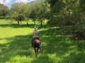 Disponibles para la venta. 132 HECTÁREAS / PACORA, CALDAS Finca ubicado en el municipio de Pacora a orilla de carretera principal entre Salamina y Pacora a dos horas y media de Manizales. Carretera interna para arreglar.  👨‍🌾 Vocación: Ganadera, agricultura, turística   ⛰ topografía: inclinada con una altitud promedio de 1500 m. Temperaturas entre 22 a 23 grados centígrados.   🌳 pastos mejorados en su mayoría Estrella, también cuenta con Brachiarias y puntero/ cerca eléctrica   🐮 Carga: 250 animales   🐷 Carga: 10 marraneras de cría   💦 aguas propias de nacimientos y aguas de acueducto. Limita con el río Chamberi  🏠 casa principal remodelada con increíble vista - doble servicio / 2 casas auxiliares / corral metálico principal y 2 corrales metálicos alternos / báscula  Precio $2.200.000.000  Se reciben permutas por propiedades comerciales en Caldas. Información WhatsApp. wa.me/573208487321
