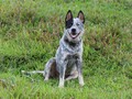 Una de las razas que más me gusta !! #autraliancattledog