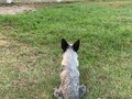 Desde cachorros siempre con su instinto!!! #australiancatledog