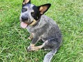 Karina 😍 #pastoraustraliano #pastor #australiancattledog