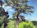 Que árbol es este ?  Deja tu comentario 👇👇