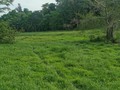 Disponible para la venta. 50 hectáreas para ganadería, pastos Angleton y brachipara. Ubicada muy cerca de la ruta del sol en Puerto Araujo Santander, cerca a Cimitarrra y Puerto Berrio. Precio $18.000.000 x hectarea. Información WhatsApp wa.me/573208487321