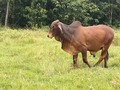 Disponibles para la venta. Toretes brahman puros (embriones). 1️⃣ Hijo de Tanque Trueno. 2️⃣ Hijo los Incas Elegante. 3️⃣ Hijo de Diomedes. Ubicados en Guamal Meta cerca a Villaviciencio, vía San Martín Meta. Precio $13.000.000 c/u Información WhatsApp. wa.me/573208487321