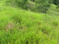 Disponible para la venta. 434 hectáreas para ganadería, tierra ondulada con vegas, aguas corrientes por toda la finca, cerca electrica con 3 paneles solares independientes, casa principal y 3 campamentos, corral con báscula prometalicos. Pastos: Brachiarias Brizanta, humidicola, decumbens, carimagua, Toledo, panameña. Actualmente carga 800 cabezas de ganado en levante. 12 años de tradición. Precio $12.000.000 x hectárea. Ubicada a 26 kilómetros de puerto Boyaca. Información WhatsApp. wa.me/573208487321