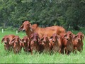 Cuantas crías crees que puede dar una vaca al año con la ayuda de fertilización in vitro y Transferencia de embriones. Deja tu respuesta 👇👇