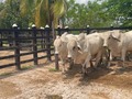 Disponibles para la venta. 8 Toretes #brahmangris puros con registro de excelente genética, todos se entregan con prueba de fertilidad al día. Edad 30 meses. Ubicados en Puerto Boyacá. Información WhatsApp. wa.me/573208487321