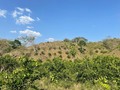 Disponible para la venta. Finca de 91 hectáreas donde la mitad está sembrada en pasto y con 10 hectáreas con cultivo principalmente de limón taiti, plátano. Banano, etc.  La finca está ubicada en Ovejas Sucre, vía Sincelejo Barranquilla, tres km antes de llegar al casco urbano de Ovejas, la finca está a la orilla de la carretera. Precio $2.500.000.000 Información WhatsApp. wa.me/573208487321