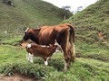 Disponible para la venta. 34 hectáreas a cuerpo cierto, escritura al día 14 de Hectáreas, 10 potreros en Brachiaria Decumbens, 1 bosque de reserva natural. Carga aproximadamente 30 vacas horras. Se ha tenido ordeño, levante, ceba, principalmente Hembra. 3 nacimientos propios más 1 quebrada lindero. Casa principal. Agua. Luz epm. 1 explanación hecha para construir casa. Corral ganadero con embarcadero. Cerca eléctrica 50%, alambre de púa 50%. 100% alinderada. Aguas corrientes. Topografía ondulada.  Ubicación:  A 3 kilómetros de la Autopista Medellín - Bogotá, sector monte loro,vía el prodigio, San Luis, Antioquia, muy cerca a Doradal Antioquia. Precio $750.000.000 Información WhatsApp. wa.me/573208487321