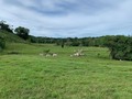 Disponible para la venta Hermosa hacienda en Cimitarra Santander 750 hectareas 30 % planas y 70% onduladas, a 12 kilometros de la ruta del sol (30 minutos)y por otra entrada a 20 kilometros de la ruta del sol, tierra de excelente calidad, con aguas corrientes que pasan por la mitad de la finca, y los otros potreros con jabueyes, tiene variedad de pastos como Angleton, puntero, brachipara, brizanta, humidicola, india etc.  Actualmente esta cargando 1000 cabezas en ganado de cria brahman blanco y simbrah seleccionado.  Muy buenas instalaciones de trabajo, casa principal de trabajo y casa para trabajadores, 11 lagos para siembra de alevinos, 7 parideros para porcinos y corral para engorde de 50 porcinos, 2 corrales uno principal y otro secundario. Precio $12.000.000 x hectárea. Información WhatsApp. wa.me/573208487321