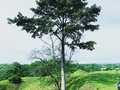 #arbol