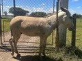 Sabes para que es ese palo tiene este burro amarrado al cuello, deja tu comentario 👇👇